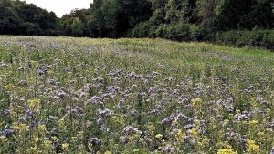 Bienenweide