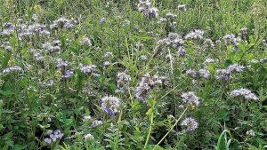 Bienenweide