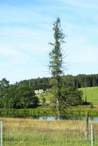Ziegenalm Sophienhof