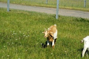Ziegenalm Sophienhof
