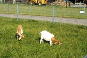 Ziegenalm Sophienhof