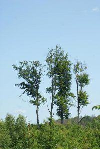 Rotestein