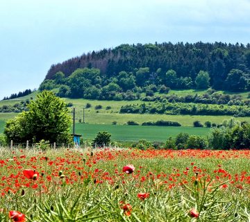 Mohnblumen
