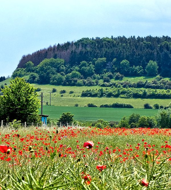 Mohnblumen