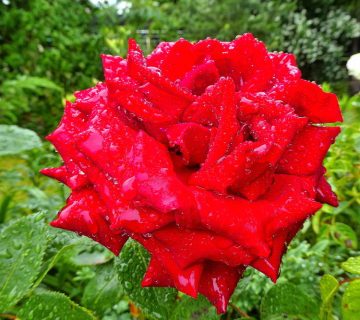 Rose