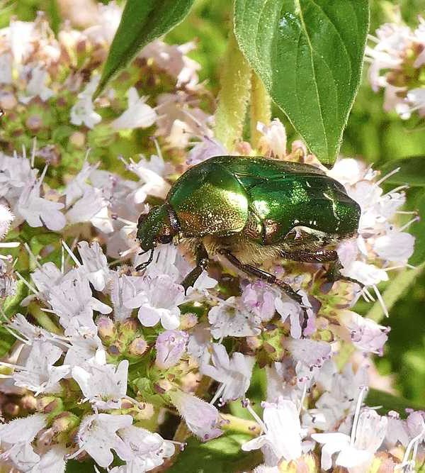 Rosenkäfer
