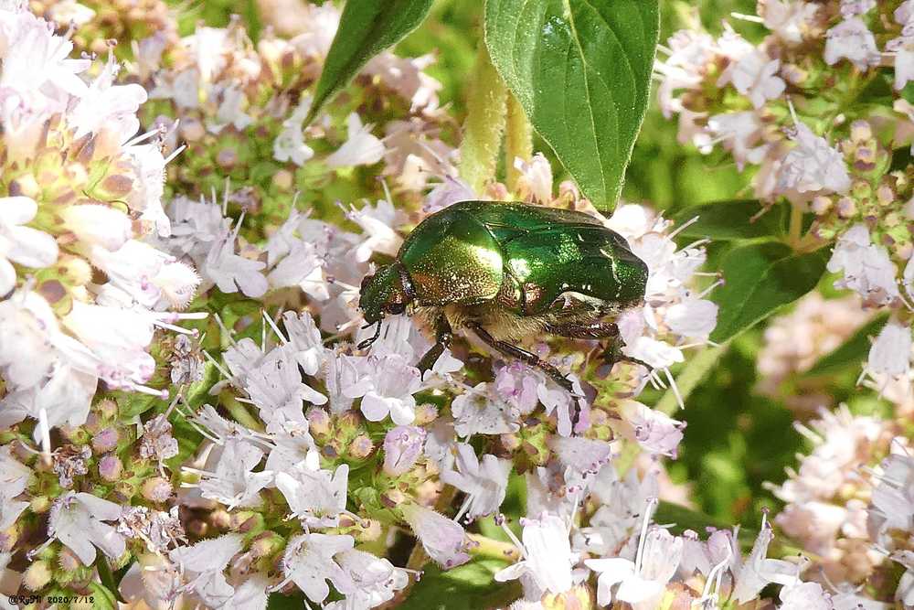 Rosenkäfer