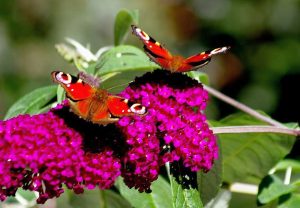 Flieder und Schmetterlinge