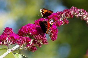Flieder und Schmetterlinge