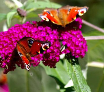 Flieder und Schmetterlinge