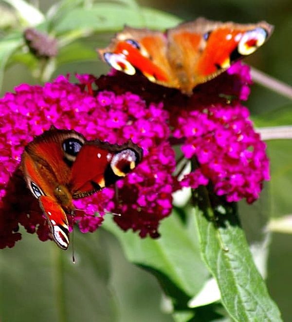 Flieder und Schmetterlinge