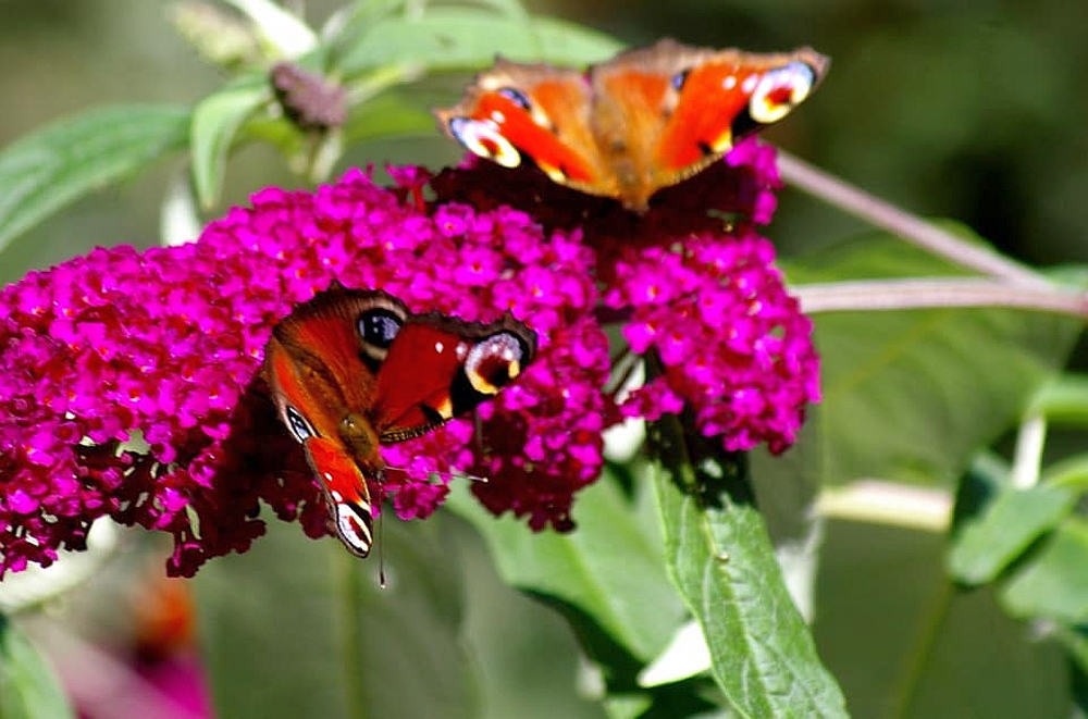 Flieder und Schmetterlinge