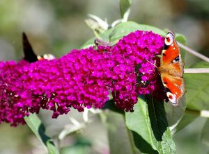 Flieder und Schmetterlinge