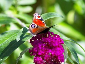 Flieder und Schmetterlinge