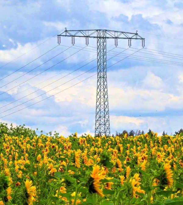 Sonnenblume