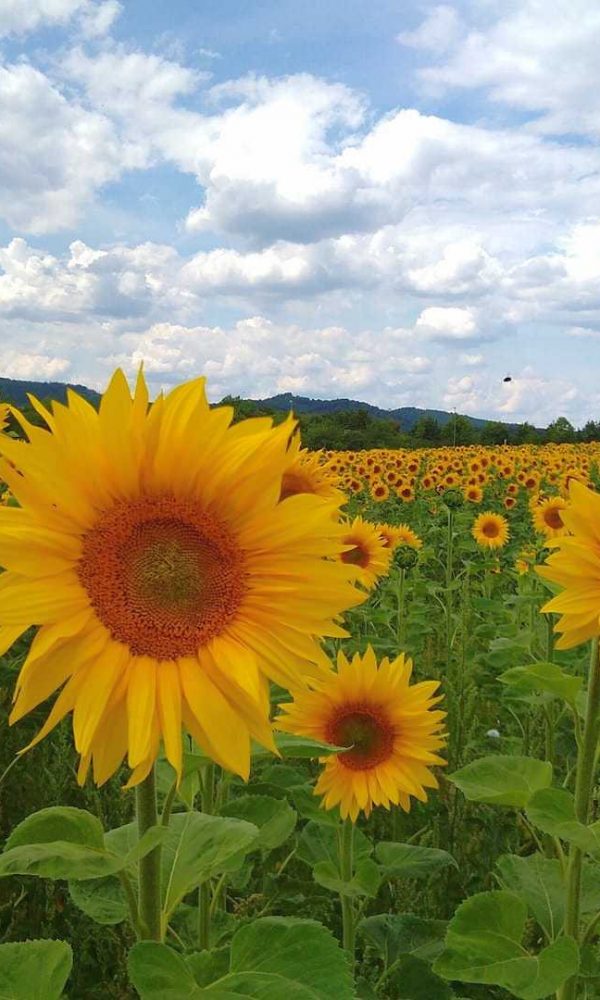 Sonnenblume