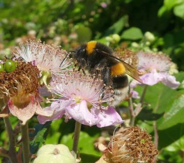 Hummel