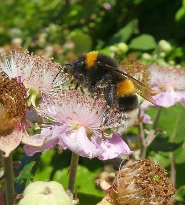 Hummel