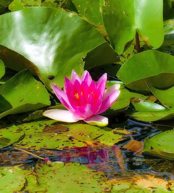 Seerose