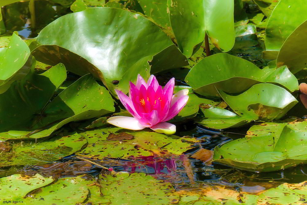 Seerose