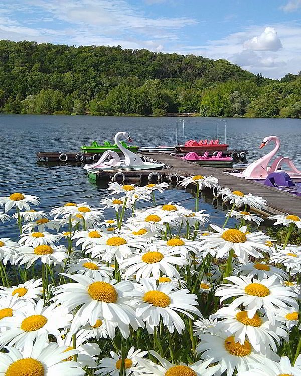 Vienenburger See