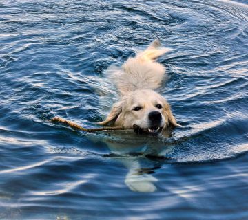 Bürohund genießt Mittagspause