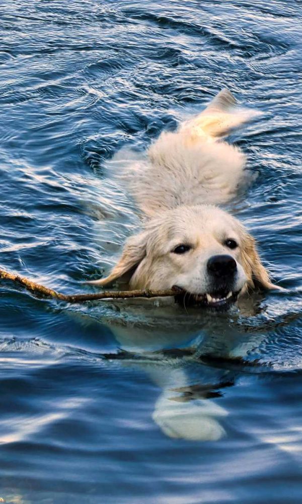 Bürohund genießt Mittagspause