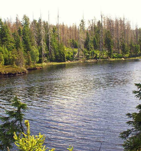 Harzbilder: Am Oderteich