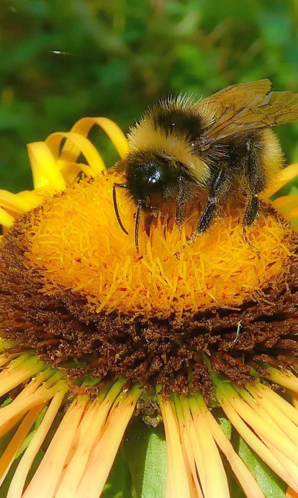 Hummel auf Sonnenblume