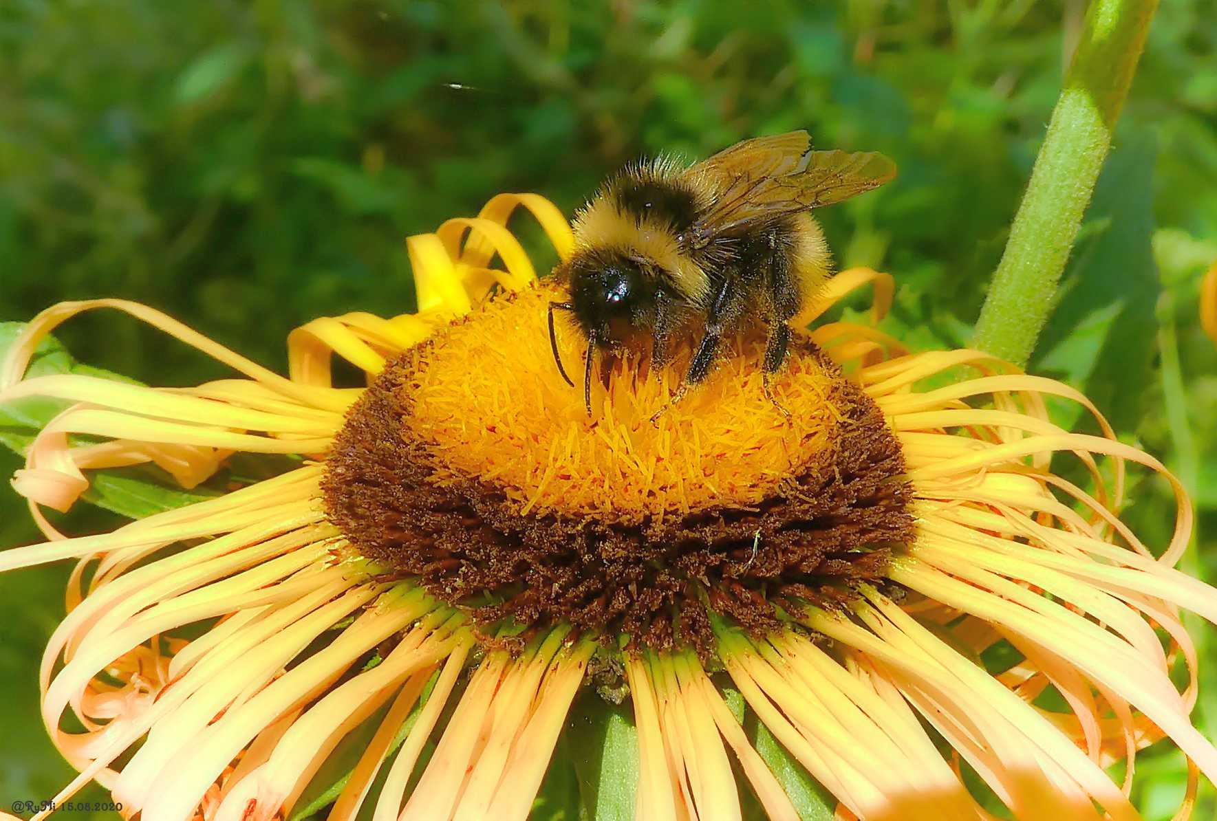 Hummel auf Sonnenblume