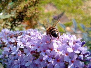 Biene bei der Garten"arbeit"