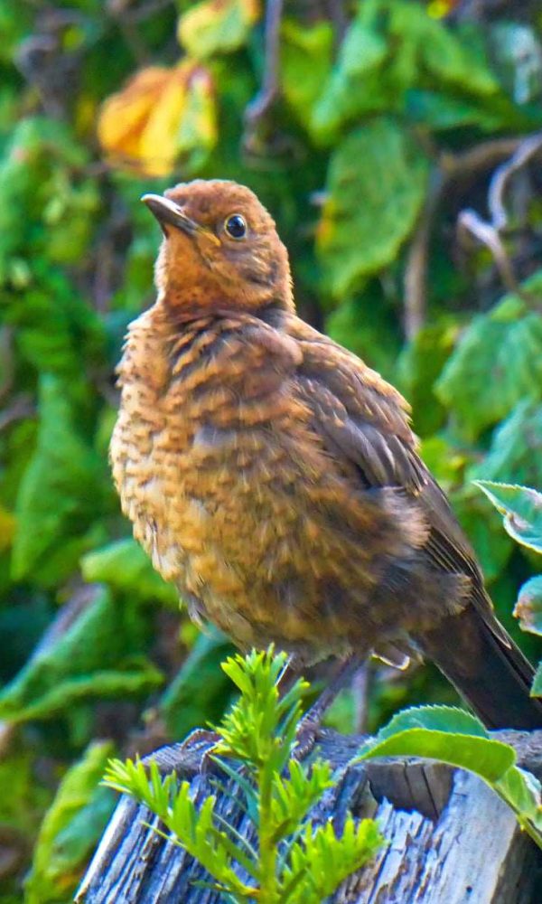 Amsel