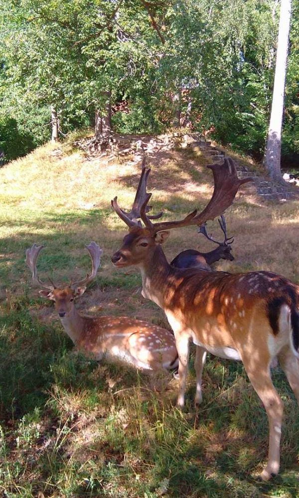 Damwild Gehege Woeltingerode