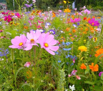 Blumeninsel in Vienenburg