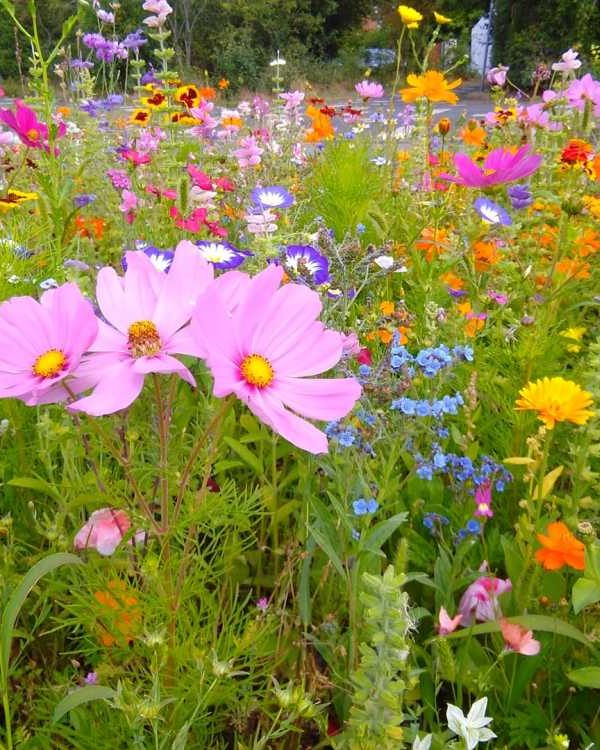 Blumeninsel in Vienenburg