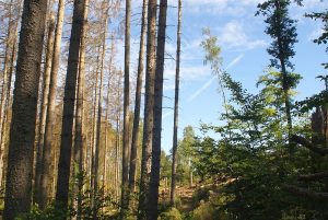 Stempelstelle 64 und 65