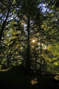 HWN 109 Heimbergsweg