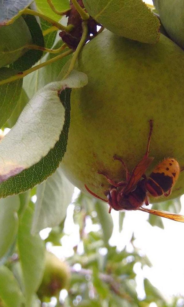 Hornisse im Garten