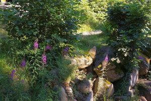 Radauwasserfall Bad Harzburg