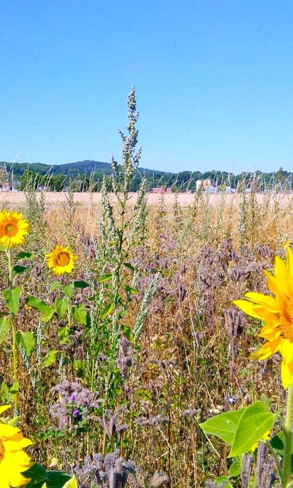 Sonnenblumen aus Wiedelah