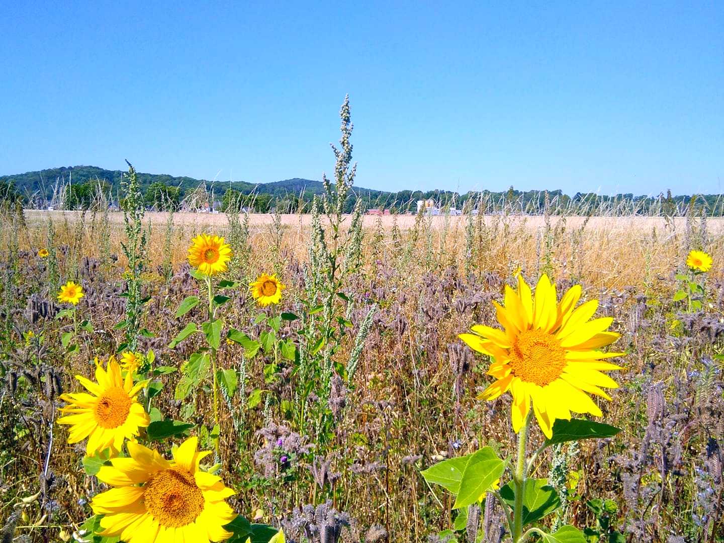 Sonnenblumen aus Wiedelah