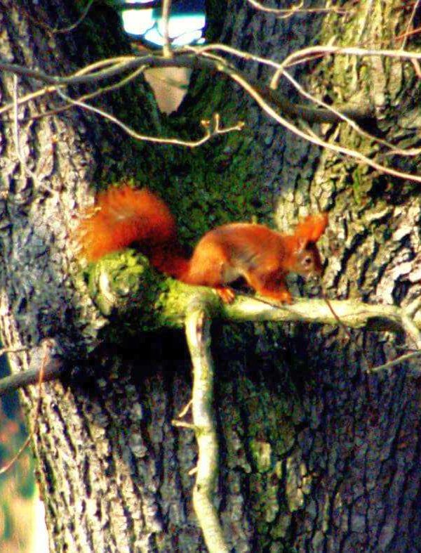 Eichhörnchen