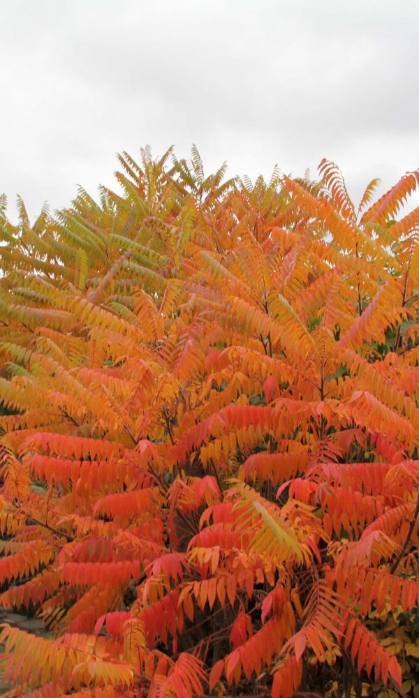 Essigbaum im Garten