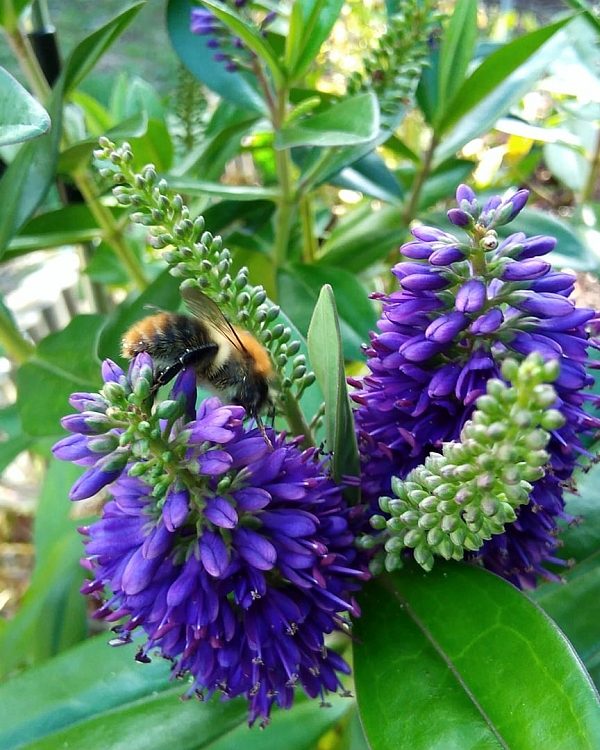 Bienchen