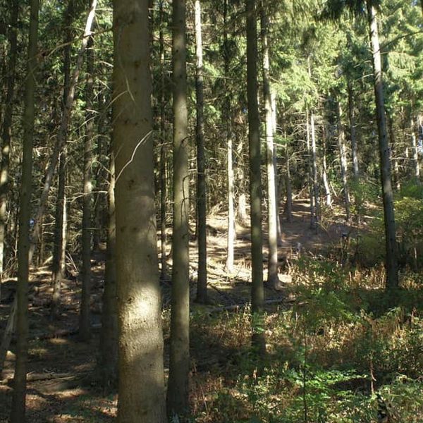 Harzbilder