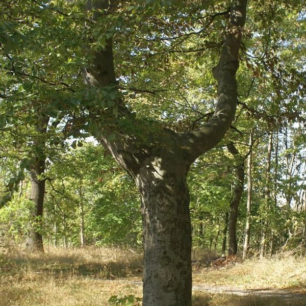 Harzbilder