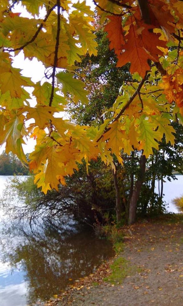Herbststimmung am Vienenburger See
