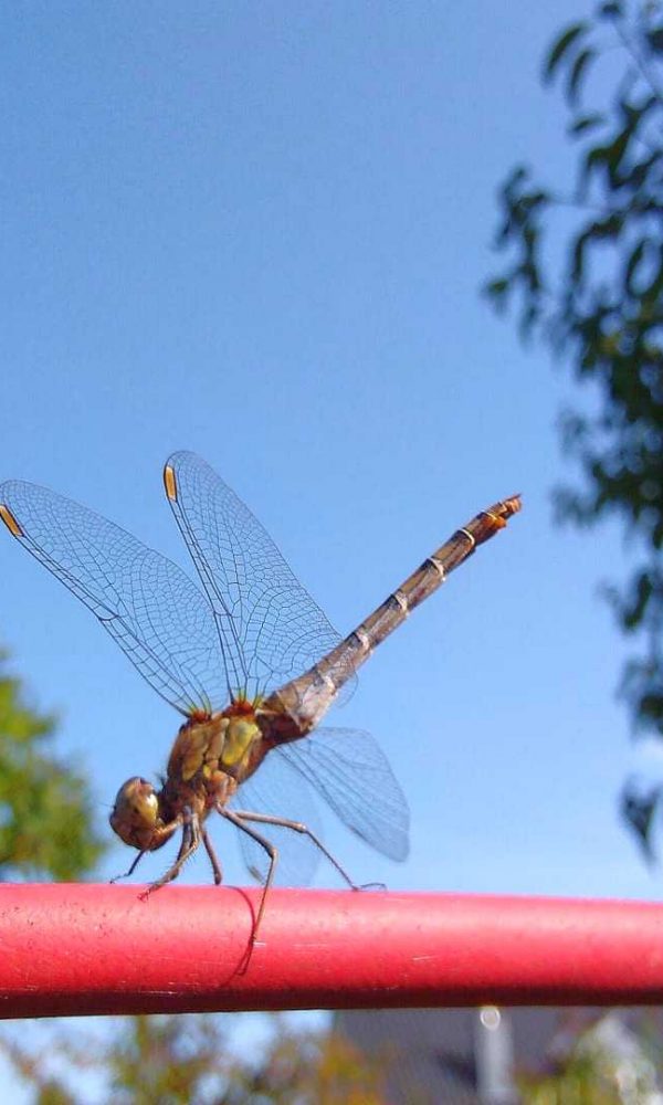 Libelle im Garten