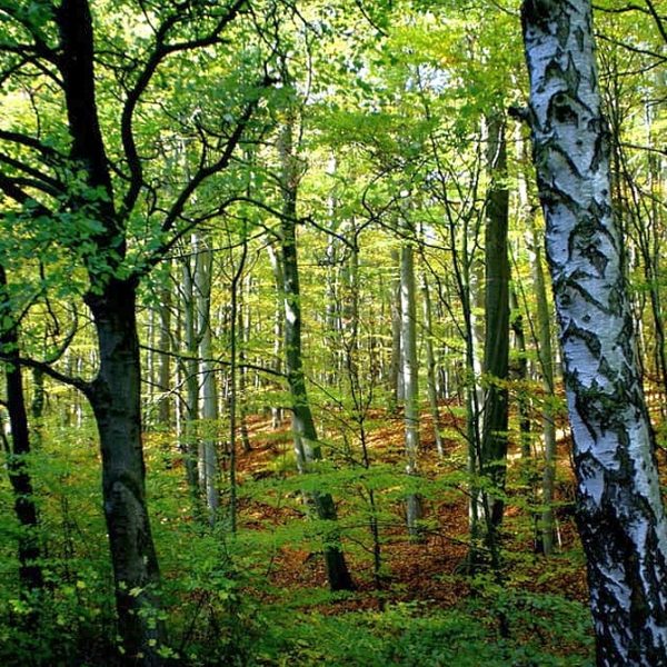 Wandernadel Sonderstempel