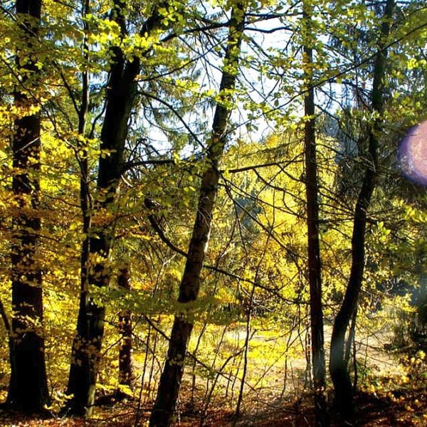 Wandernadel Sonderstempel